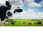 Triple Cow Gang!