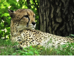 Cheetah obby 1k visits update!