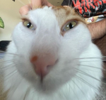 king cat appreciation group