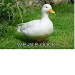 we are duck