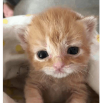 stawbwabies