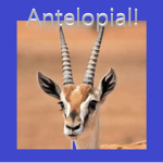 Antelopes!