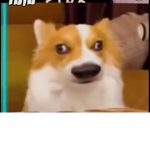 Corgi loaf girl