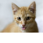 Cats Bruh