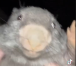 Official ScreE Club