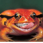 Frog Incorporated
