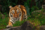 Golden Tigers !!