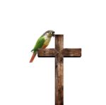 birb's Church