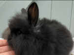 Bunny GAME!!!