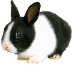 the dutch rabbit squad
