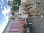 Harper the horse girl