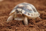 THE ARMY OF TORTOISES