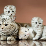 Fans de los gatos