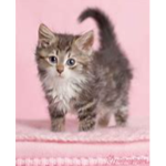 kittys123