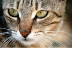 chunkers the cats group