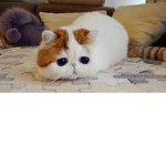 los amigos gatitos