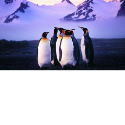Airport from Penguin