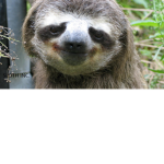 SLOTH INCORPORATED