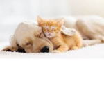 Dog And Cat Savers Forever