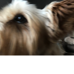 A group that is not taken Of my dog:)