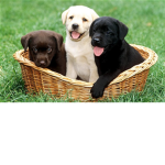 SNOOPY IS THE BEST DOG IN THE WORLD