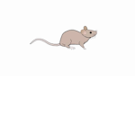 Rodent hang out