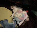 The cat. Fans