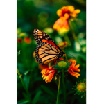 BUTTERFLlES