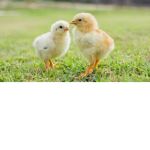 Chick by Diana official