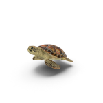 Club Turtle Fin