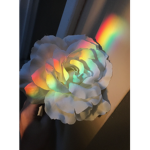 Roses for u