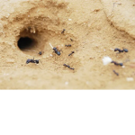 Ant Nest