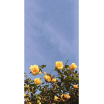 Yellow Flowers~
