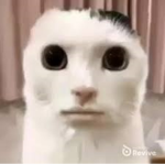 Love furry's