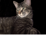 Kitty mafia