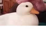 Lil Quackers