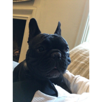 If you like dogs join de group