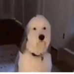 قروب عيال حاره