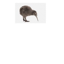 THE KIWI HUB - GAMEPASSES + NEST BOX!