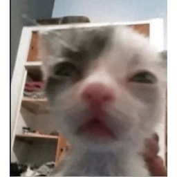 Goofy Cat  icon