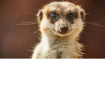 Meerkat plays