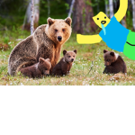 Bears and Noobs