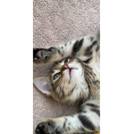 Cute beautique
