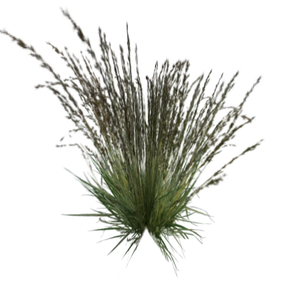 Tall Grass