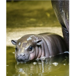 hipponation