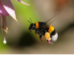 Bumblebee's video crew