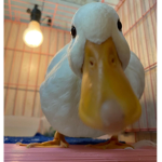 DUCK.corp