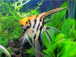 aquarium