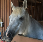 Barrel racing academy