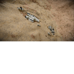 Desolate Expedition Studio's